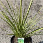 Cordyline Australis  - výška 60-80 cm, kont. C10L (-12°C)